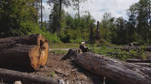 Trusted Stearns, KY Tree Care Experts