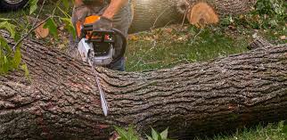 Best Tree Preservation Services  in Stearns, KY