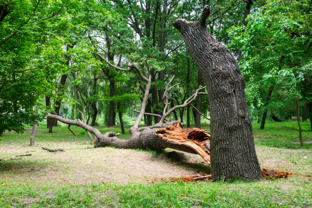Best Pest Control for Lawns  in Stearns, KY
