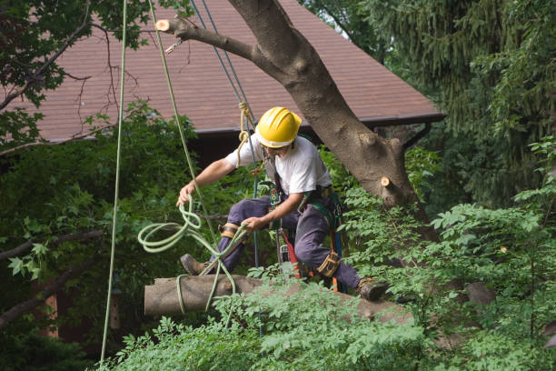Best Fruit Tree Pruning  in Stearns, KY