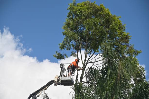 Best Tree Removal  in Stearns, KY
